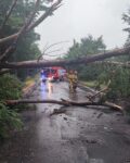 Drzewo przewrócone nad ulicą. W tle samochód strażacki i dwóch strażaków w ubraniu specjalnym.